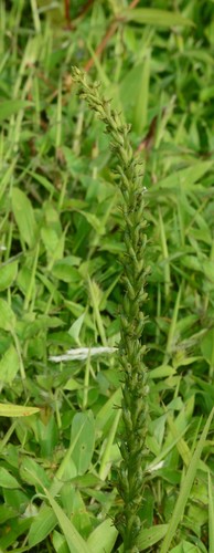 Image of Peristylus densus by no rights reserved