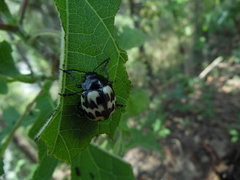 Leptinotarsa lacerata