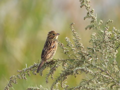 Emberiza fucata