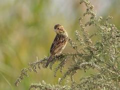 Emberiza fucata