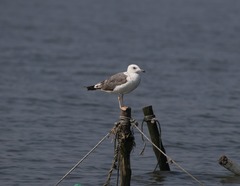 Larus fuscus