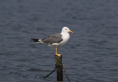 Larus fuscus
