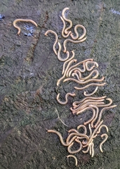 Proteroiulus fuscus