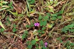 Indigofera dalzellii