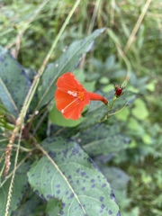 Ipomoea hederifolia