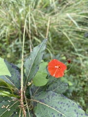 Ipomoea hederifolia
