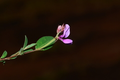 Indigofera dalzellii