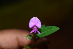 Indigofera dalzellii