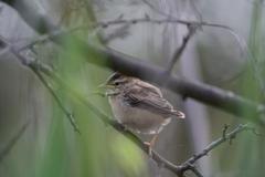 Acrocephalus schoenobaenus