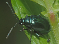 Altica impressicollis