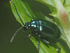 Altica impressicollis