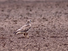 Buteo buteo