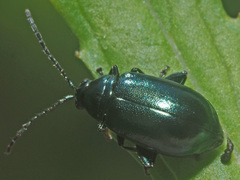 Altica impressicollis