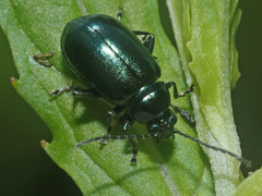 Altica impressicollis