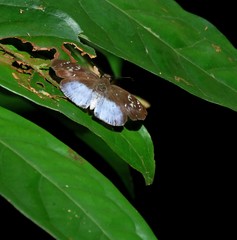 Pythonides grandis assecla