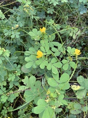 Senna obtusifolia