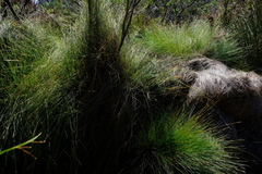 Schoenus gracillimus