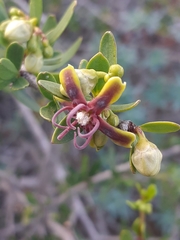 Periploca laevigata angustifolia