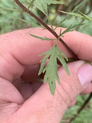 Eupatorium × pinnatifidum