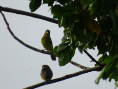 Passerina leclancherii