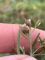 Eupatorium × pinnatifidum