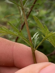 Eupatorium × pinnatifidum