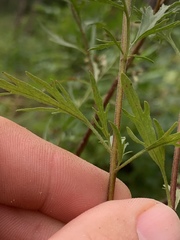 Eupatorium × pinnatifidum