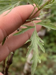 Eupatorium × pinnatifidum
