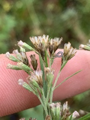 Eupatorium × pinnatifidum