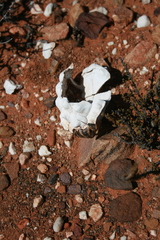 Psammobates tentorius