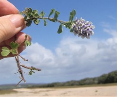 Psoralea sabulosa