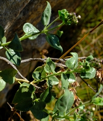 Teedia pubescens