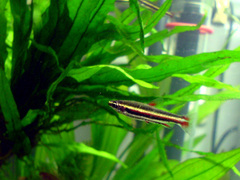 Dwarf Pencilfish photo 4