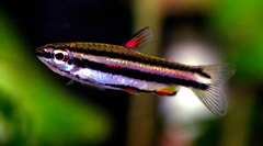 Dwarf Pencilfish photo 1