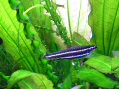 Dwarf Pencilfish photo 5
