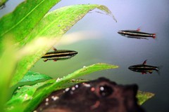 Dwarf Pencilfish photo 3