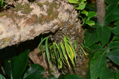Dendrobium turbinatum