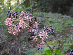 Aralia continentalis