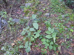 Aralia continentalis