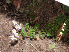 Chrysanthemum chanetii
