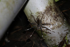 Dolomedes raptor