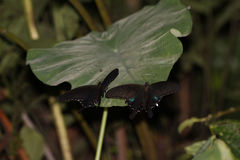 Papilio hopponis