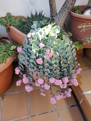 Hylotelephium sieboldii