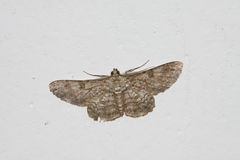 Cleora alienaria