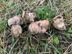 Cortinarius saturninus