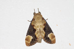 Thyatira batis