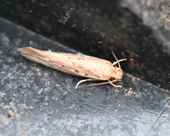Ypsolopha sp-sw