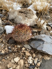 Echinomastus intertextus