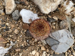 Echinomastus intertextus