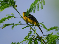 Icterus pustulatus